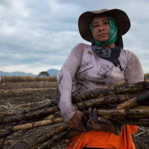 Maria Martinez, 40, of La Carrera, Juiquilisco, El Salvador, has worked for ayear collecting the leftover scrps of sugarcane and putting them into piles to later be picked up and shipped off with the rest of the collected cane. She used to work in the plantain operations and she has a 12 year old daughter sick with Chronic Kidney Disease of non Tradiotanl causes who reveives treatment at a loal hospital. Pictured at La Carrera sugar, cacao and plantain operation near the Bay of Juquilisco, El Salvador.