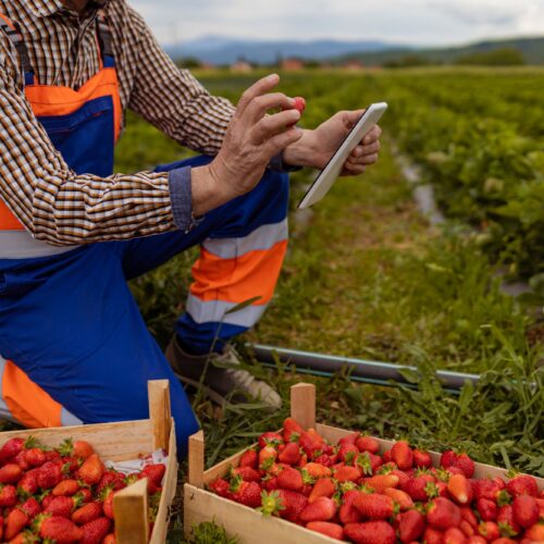 Croped white man farmer using tablet computer in strawberries field.
