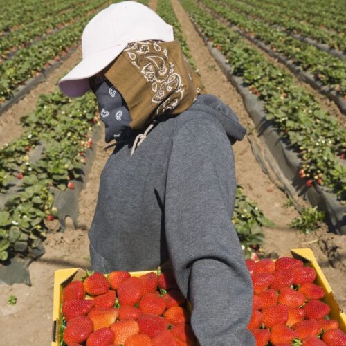 Man carrying box of strawberries during harvest at strawberry field in Central California